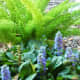Ajuga in bloom
