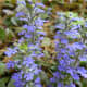 Ajuga in bloom