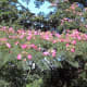 Mimosa trees in a medium size