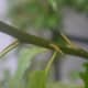 When handling this vine, watch out for the large thorns. The newer baby ones are soft and flexible, but will still stick you.