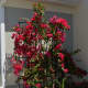 Sixteen months after being planted, our bougainvillea outgrew the original trellis. It is now on 3 trellises. Unfortunately, getting it on these trellises required pruning.