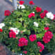 Nothing is easier than a barrel full of your favorite flowers—plus they're inexpensive and last for a long time.