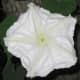A moonflower, Ipomoea alba, photographed at night.
