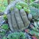 Photo of Hyperfuta Plant Container from