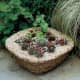 A succulent garden in a hypertufa container.