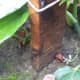 The two plants