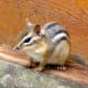 Chipmunk!