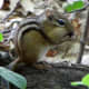Another chipmunk!