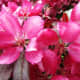 Profusion Blooms Up Close