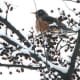 Robin enjoying the crabapple tree