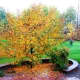 Golden Raindrops in Fall