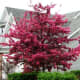 Profusion in Full Bloom