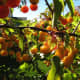 Golden Raindrops loaded down with gorgeous crabapples