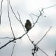 Bluebird in the Crabapple tree. This was in the dead of winter in January.