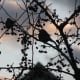 More finches in the crabapple tree.