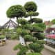 Large topiary bonsai.