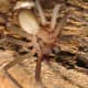 Brown recluse spiders have a dull, unremarkable appearance.