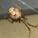 But common house spiders actually look more like mottled bird eggs than a black widow.