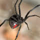 Few spiders are as recognizable as the black widow.