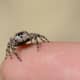 Jumping spiders are very small.