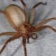 Brown recluses have a distinctively smooth appearance compared to most other spiders their size.
