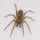 Hobo spiders are often confused with giant house spiders or brown recluses.