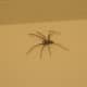 Giant house spiders grow to be much larger than Hobo spiders.