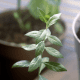 henna plant