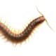 Centipede.  Photo by Cre8tive Studios at Dreamstime