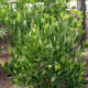 Anise
