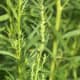 Tarragon