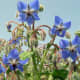 Borage