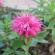 Bee balm