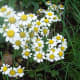 Chamomile