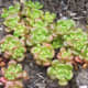 Tiny Oregon stonecrop grows on rocky ground; little soil is required.