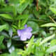 Periwinkle's blue flowers can create a field of blue.