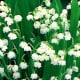 Lily of the Valley - fragrant flower for a shady spot.