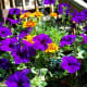 Sun-loving Purple wave Petunias (annual)