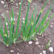 Planted in the fall, the onions are ready for use before most of the garden can be planted.