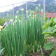 Egyptian onions spread from the roots, in a bunching manner.