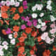 Shade-loving Impatiens (annual)