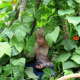 A child walks through a living playhouse.