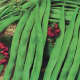 In addition to beautiful blooms, the runner beans will also naturally produce their delicious vegetable namesakes.