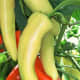 Hungarian Wax, medium-hot peppers, especially good for pickling. Canary yellow, then bright red at full maturity.