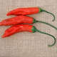 Aji Red are very hot 3- to 5-inch orange-red peppers that are generally dried into powder for sauces and stews. A Capsicum baccatum type with 30,000–50,000 Scoville units.