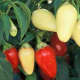 Cascabella, a favorite for pickling, this pepper is generally used in its yellow stage, but it will turn red when left on the plant. Cone shaped, 1 1/4 inch long peppers range from 1,500–4,000 Scoville units.