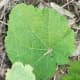 A healthy hollyhock leaf.