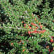 Cotoneaster, great to cover steep slopes.