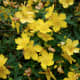 St. John's Wort has bright golden flowers.