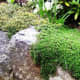 Two varieties of thyme, bushy and low-growing, spread over a rock wall.